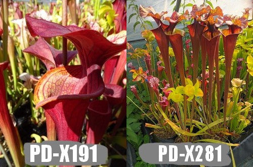 A25: Graines de sarracenias (Bella X Atropurpurea) X PD-X281