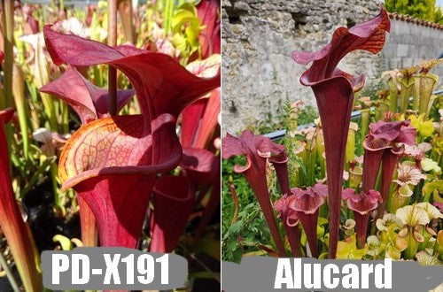 A18: Graines de sarracenias (Bella X Flava var. Atropurpurea) X 'Alucard'