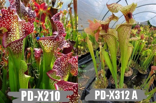 A28: Graines de sarracenias PD-X210 X PD-X312 (Copie)