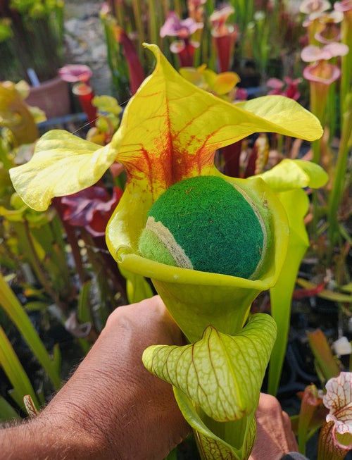 Sarracenia PD-X235