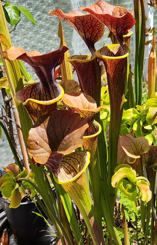 sarracenia x “Caramel beurre salé”