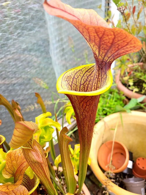 sarracenia x “Caramel beurre salé”
