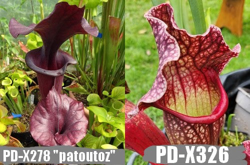 A3: Graines de sarracenias "Patoutoz" X "Belle de Saint-Jean""