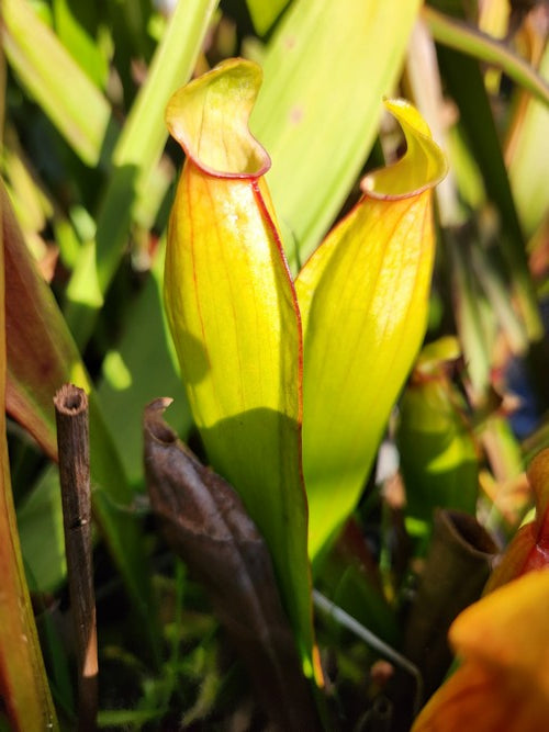 sarracenia x “Préhistorica”