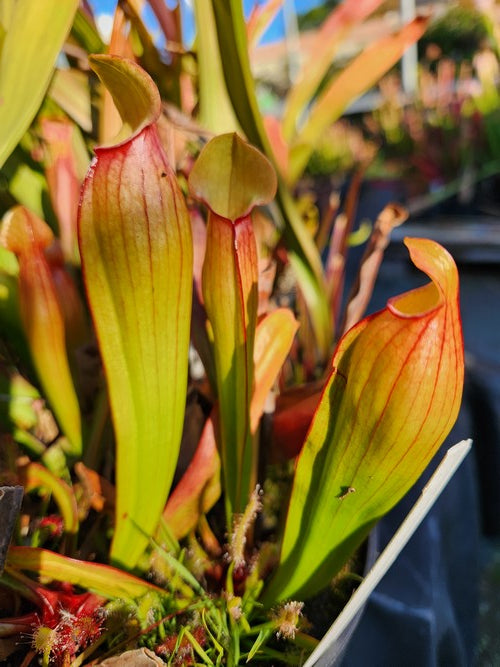 sarracenia x “Préhistorica”