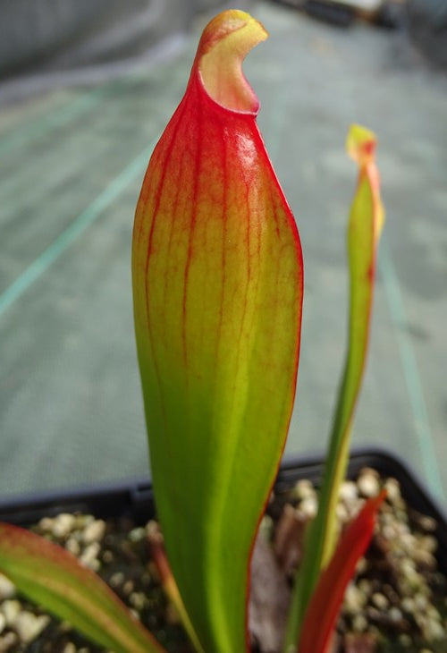 sarracenia x “Préhistorica”