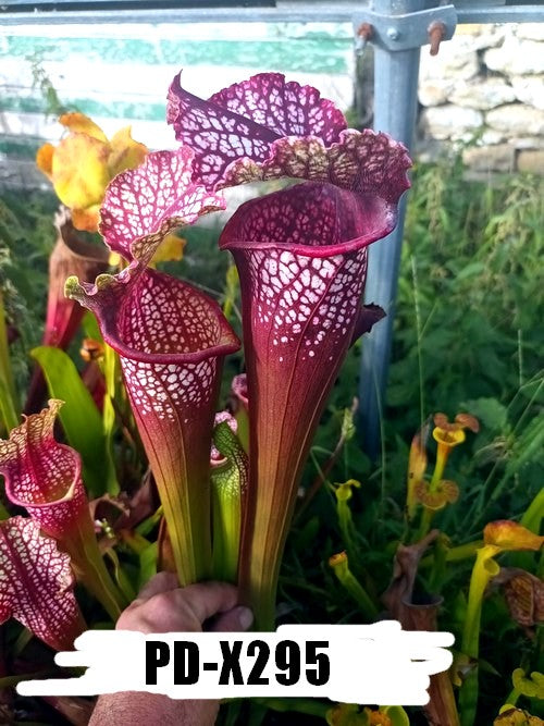 sarracenia  PD-X295