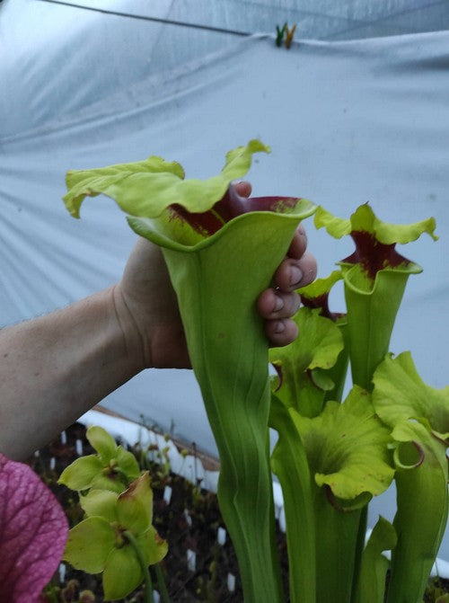 sarracenia x “Ilona”