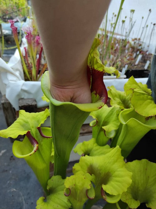 sarracenia x “Ilona”