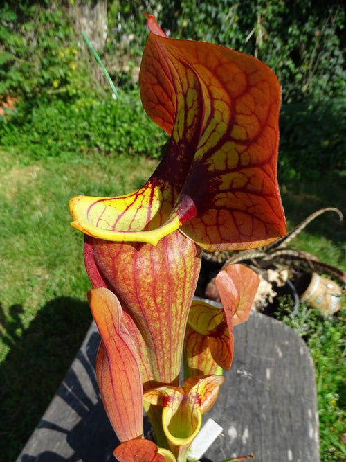 sarracenia "Bezouotte" (PD-X320)