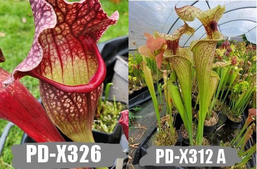 A13: Graines de sarracenias "Belle de Saint-Jean" X (Leucophylla x Flava var. rugelii)