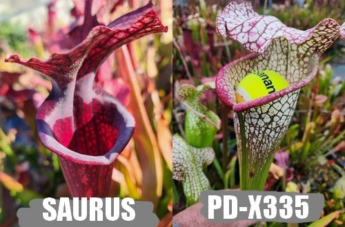 A4: Graines de sarracenias 'Saurus' X PD-X335