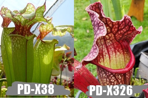 A6: Graines de sarracenias PD-X38 X "Belle de Saint-Jean"