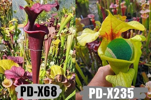 A30: Graines de sarracenias PD-X68 X PD-X235