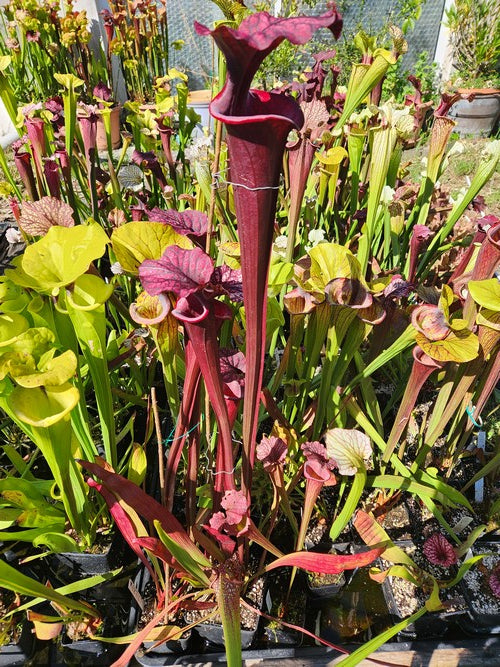 sarracenia PD-X068 -- S.leucophylla large pink lipped X (S.flava var.atro x S.flava var.rubri