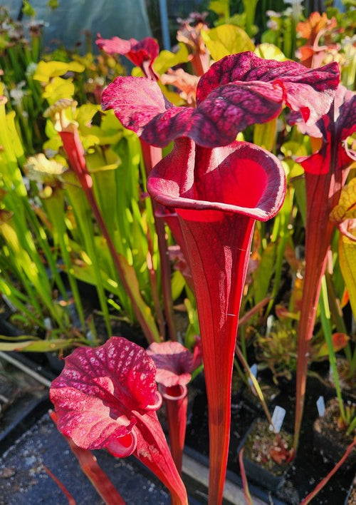 sarracenia PD-X068 -- S.leucophylla large pink lipped X (S.flava var.atro x S.flava var.rubri