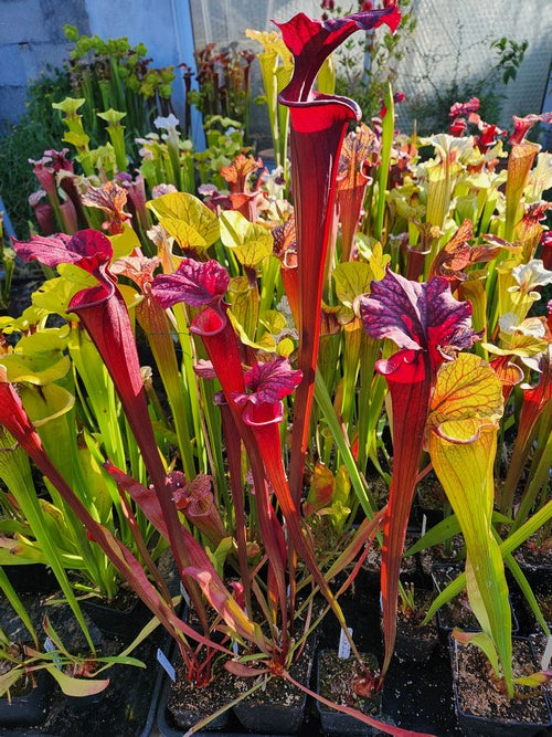 sarracenia PD-X068 -- S.leucophylla large pink lipped X (S.flava var.atro x S.flava var.rubri