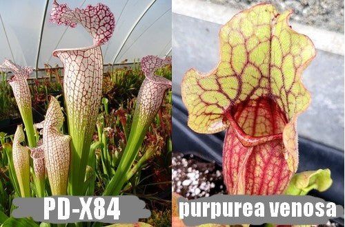 A20: Graines de sarracenias PD-X84 X Purpurea venosa