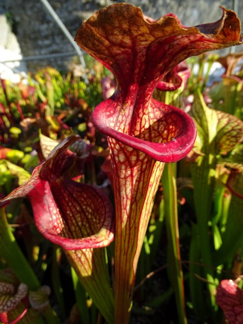 sarracenia  PD-X085 Bella X Flava var. cuprea