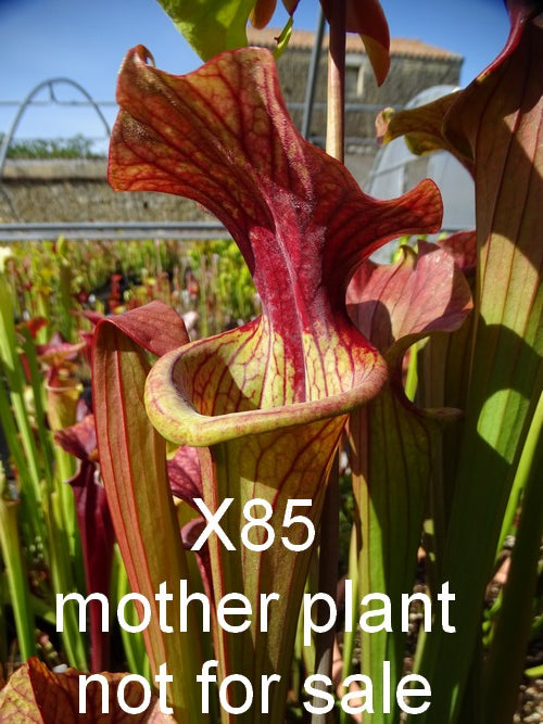 sarracenia  PD-X085 Bella X Flava var. cuprea