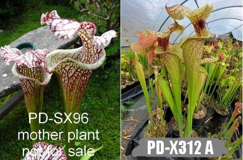 A26: Graines de sarracenias (Leah wilkerson X Leucophylla) X PD-X312