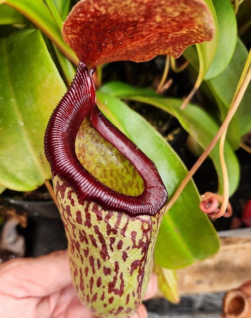Nepenthes x Sam (Nepenthes Talagensis x Nepenthes ventricosa)