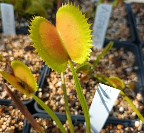 Dionaea muscipula 'Zooklon'