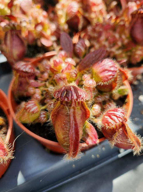 Cephalotus Follicularis Les Plantes Depiets cephalotus-follicularis-les-plantes-depiets