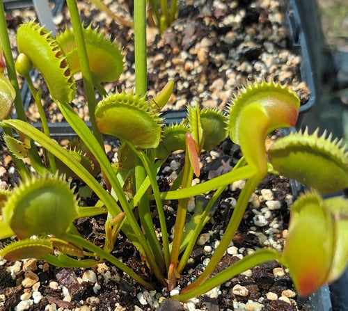 Dionaea muscipula 'dentate X piranha'