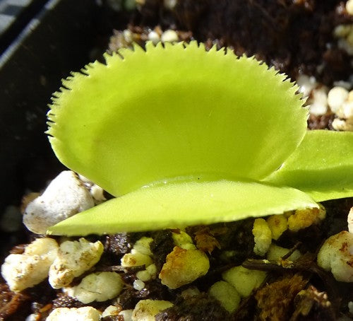 Dionaea muscipula 'green sawtooth'