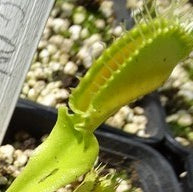 Dionaea muscipula 'Korrigan'