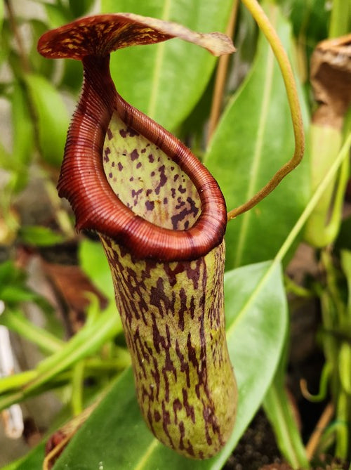 Nepenthes Boschiana – Les plantes Depiets