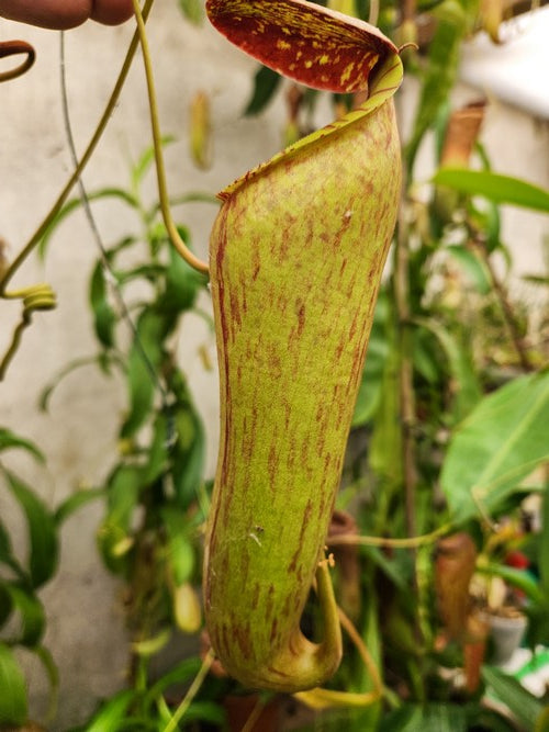 Nepenthes Boschiana