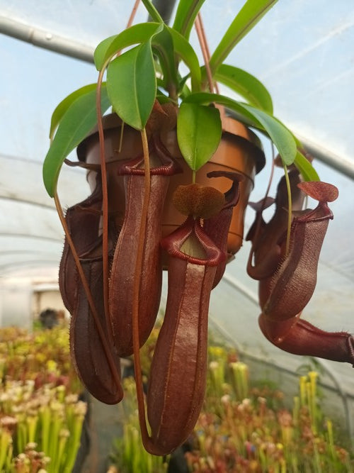 Nepenthes 'X Bill Bailey' ( Nepenthes singalana x Nepenthes ventricosa)