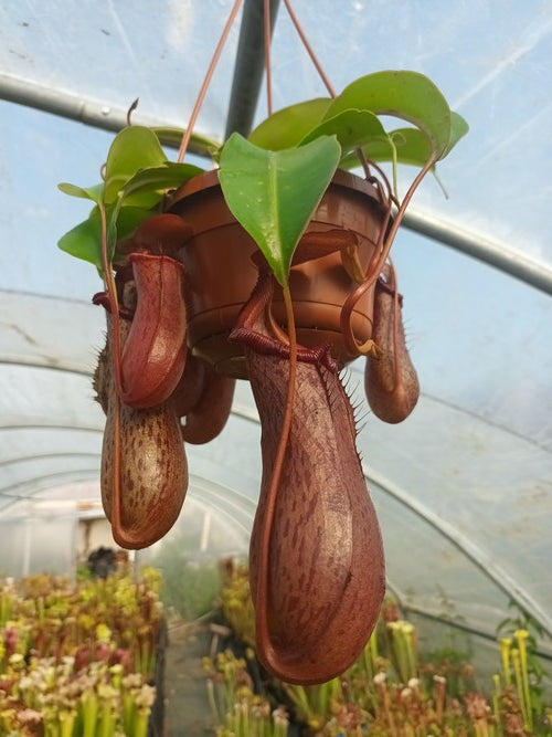 Nepenthes x Rob (Nepenthes robcantleyi x Nepenthes ventricosa)