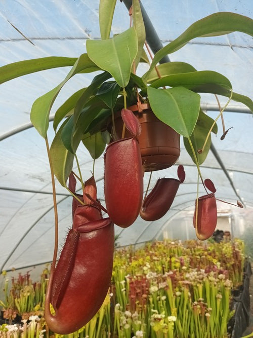 Nepenthes 'Bloody mary'' (nepenthes ventricosa X nepenthes ampullaria)