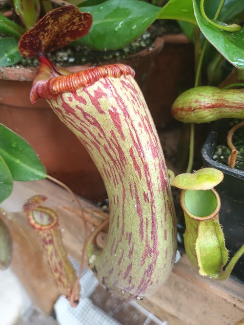 Nepenthes Boschiana