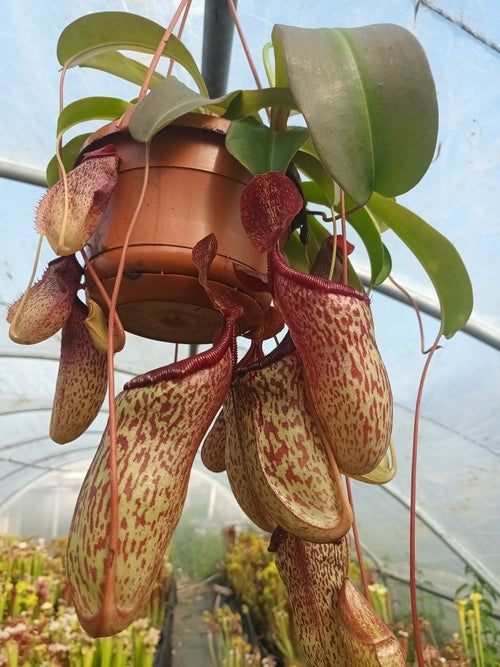 Nepenthes x Sam (Nepenthes Talagensis x Nepenthes ventricosa)