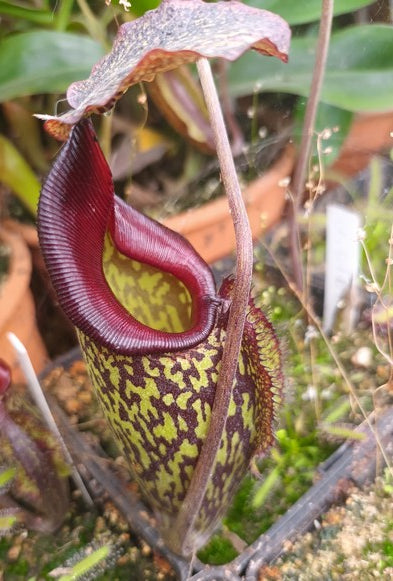Nepenthes talagensis