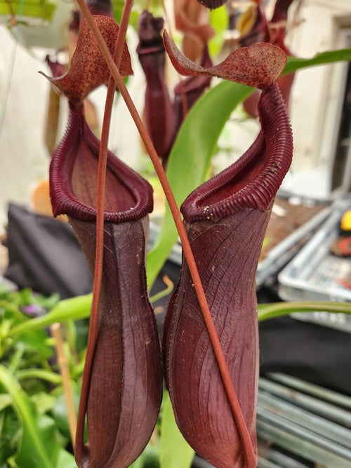 Nepenthes X 'Bill Bailey' ( Nepenthes singalana x Nepenthes ventricosa)