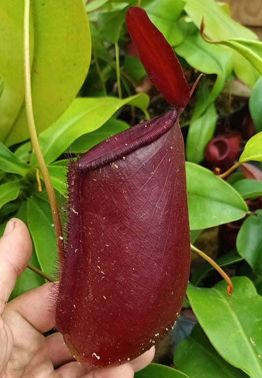 Nepenthes 'Bloody mary'' (nepenthes ventricosa X nepenthes ampullaria)
