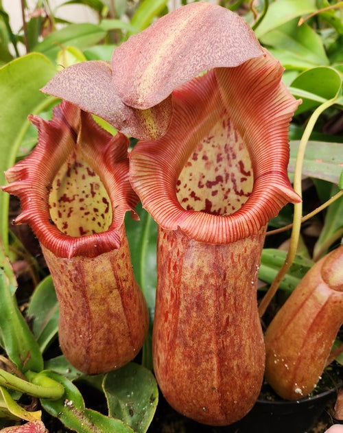 Nepenthes x Rob (Nepenthes robcantleyi x Nepenthes ventricosa)