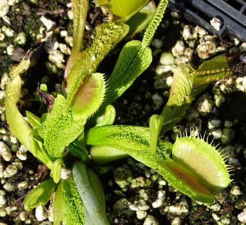 Dionaea muscipula 'Schuppenstiel 2'