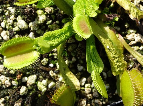 Dionaea muscipula 'Schuppenstiel 2'