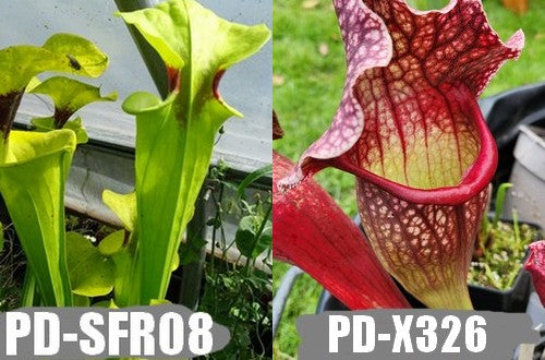 A10: Graines de sarracenias flava var. rugelii X "Belle de Saint-jean"