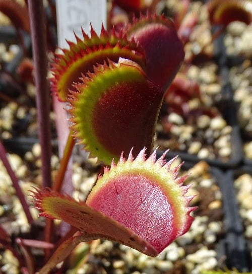 Dionaea muscipula 'Trev's red dentate'