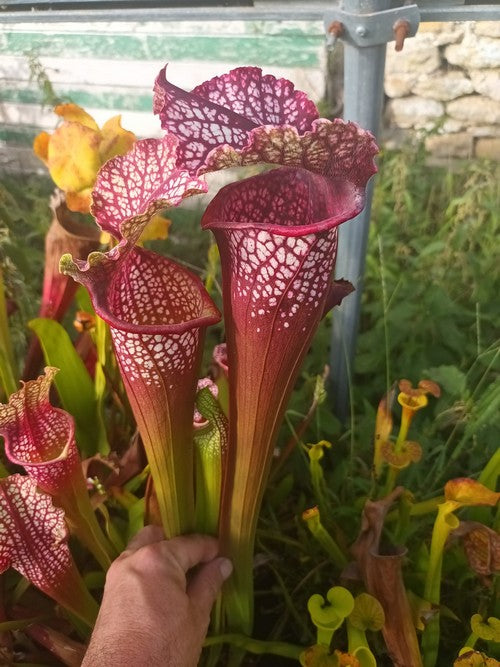 sarracenia  PD-X295