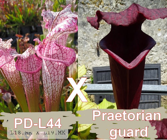 Graines de sarracenia Leucophylla PD-L44 X Praetorian guard