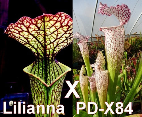 Graines de 'Lilianna' X PD-X84