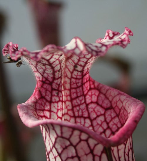 sarracenia Leucophylla Giant pink lip